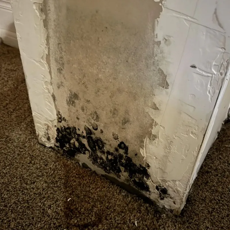 Professional Mold Removal in Glandorf, OH